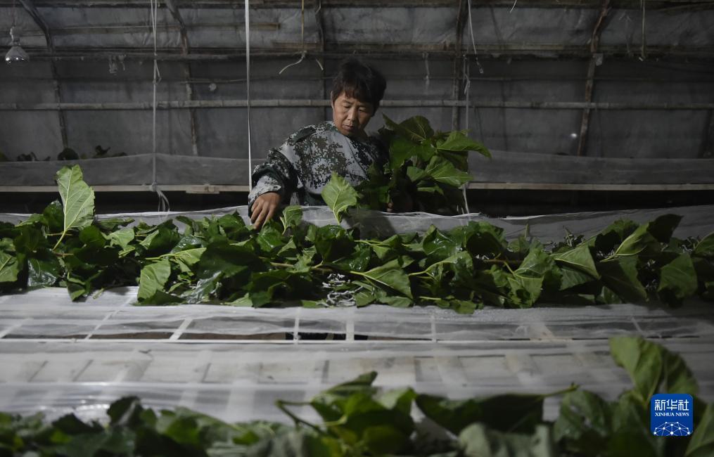 威尼斯游戏在线